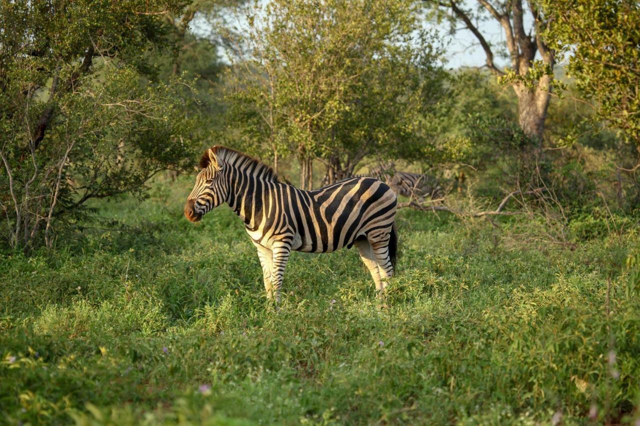 Villa Garonga Safari Camp Makalali Game Reserve Exterior foto